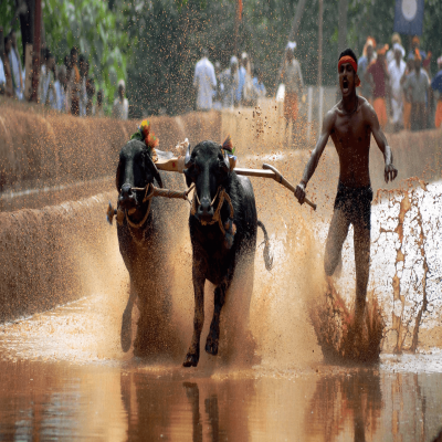 Kambala Festival Tours